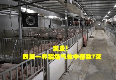 四川一養(yǎng)豬場發(fā)生化糞池氣體中毒事故，逸云天氣體檢測儀守護安全